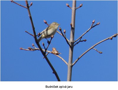 p1440893-budnicek.jpg
