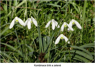 p1440957-snezenky.jpg