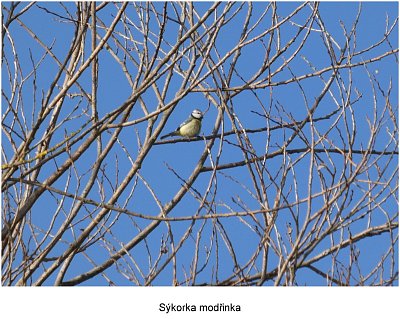 p1450019-modrinka.jpg