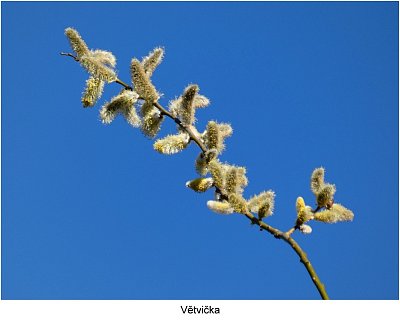 p1450032-kocicky-vetvicka.jpg