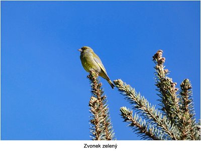 p1480433-zvonek.jpg