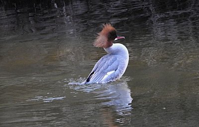 pani-morcakova.jpg
