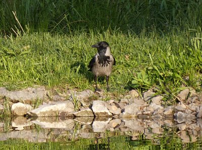 park-vrana-seda-1.jpg