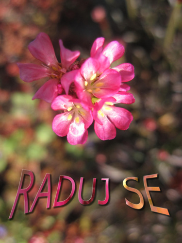 Radovací kytka