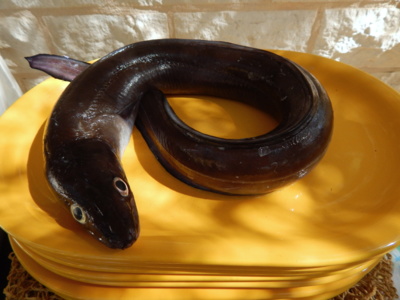 Ranní úlovek - 90 cm