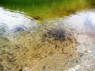 Krmení