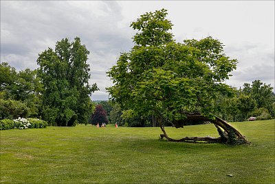 Strom na útěku ...*