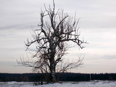 Samotář