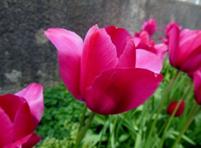 Tulipán