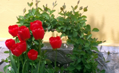 venkovní dekorace :-)