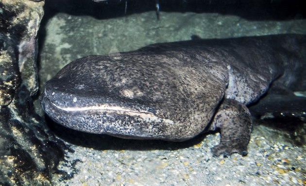 Pražská ZOO otevřela
pavilon velemloků